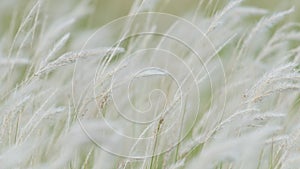 Summer background, dry grass flower blowing in the wind, red reed sway in the wind with beautiful nature background