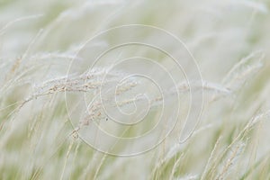 Summer background, dry grass flower blowing in the wind, red reed sway in the wind with beautiful nature background