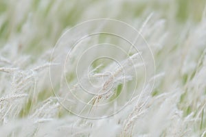 Summer background, dry grass flower blowing in the wind, red reed sway in the wind with beautiful nature background