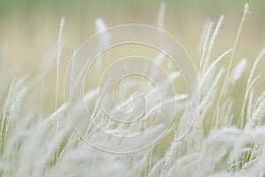 Summer background, dry grass flower blowing in the wind, red reed sway in the wind with beautiful nature background