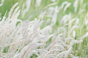 Summer background, dry grass flower blowing in the wind, red reed sway in the wind with beautiful nature background