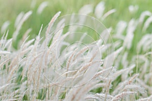 Summer background, dry grass flower blowing in the wind, red reed sway in the wind with beautiful nature background