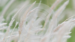 Summer background, dry grass flower blowing in the wind, red reed sway in the wind with beautiful nature background