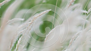 Summer background, dry grass flower blowing in the wind, red reed sway in the wind with beautiful nature background