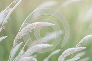 Summer background, dry grass flower blowing in the wind, red reed sway in the wind with beautiful nature background