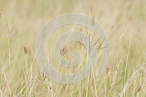 Summer background, dry grass flower blowing in the wind, red reed sway in the wind with beautiful nature background