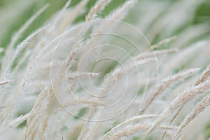 Summer background, dry grass flower blowing in the wind, red reed sway in the wind with beautiful nature background