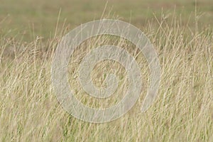 Summer background, dry grass flower blowing in the wind, red reed sway in the wind with beautiful nature background