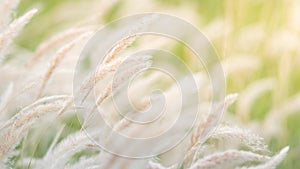 Summer background, dry grass flower blowing in the wind, red reed sway in the wind with beautiful nature background