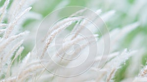 Summer background, dry grass flower blowing in the wind, red reed sway in the wind with beautiful nature background