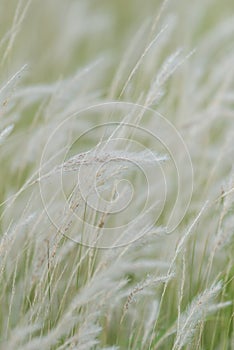 Summer background, dry grass flower blowing in the wind, red reed sway in the wind with beautiful nature background