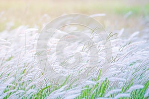 Summer background, dry grass flower blowing in the wind, red reed sway in the wind with blue sky background