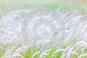 Summer background, dry grass flower blowing in the wind, red reed sway in the wind with blue sky background