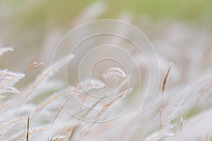 Summer background, dry grass flower blowing in the wind, red reed sway in the wind with blue sky background