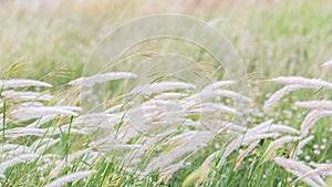 Summer background, dry grass flower blowing in the wind, red reed sway in the wind with blue sky background