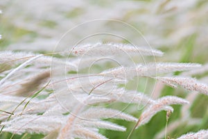 Summer background, dry grass flower blowing in the wind, red reed sway in the wind with blue sky background