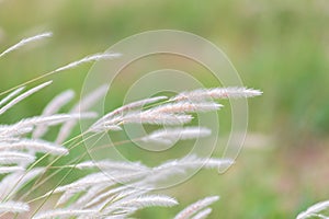 Summer background, dry grass flower blowing in the wind, red reed sway in the wind with blue sky background