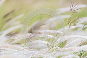 Summer background, dry grass flower blowing in the wind, red reed sway in the wind with blue sky background