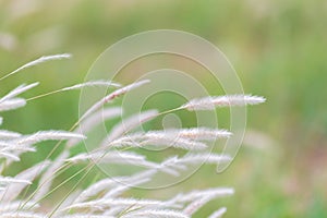 Summer background, dry grass flower blowing in the wind, red reed sway in the wind with blue sky background