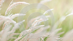 Summer background, dry grass flower blowing in the wind, red reed sway in the wind with blue sky background