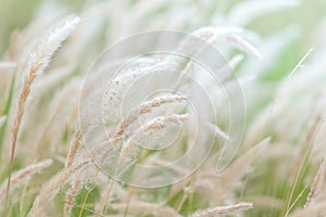 Summer background, dry grass flower blowing in the wind, red reed sway in the wind with blue sky background