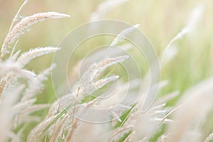 Summer background, dry grass flower blowing in the wind, red reed sway in the wind with blue sky background