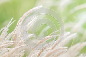 Summer background, dry grass flower blowing in the wind, red reed sway in the wind with blue sky background