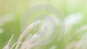 Summer background, dry grass flower blowing in the wind, red reed sway in the wind with blue sky background