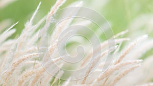 Summer background, dry grass flower blowing in the wind, red reed sway in the wind with blue sky background