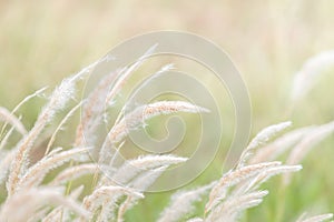 Summer background, dry grass flower blowing in the wind, red reed sway in the wind with blue sky background