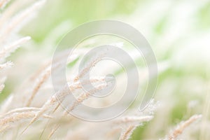 Summer background, dry grass flower blowing in the wind, red reed sway in the wind with blue sky background