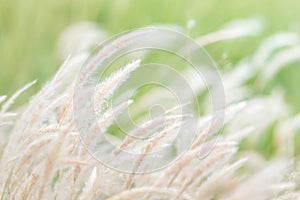 Summer background, dry grass flower blowing in the wind, red reed sway in the wind with blue sky background