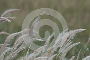 Summer background, dry grass flower blowing in the wind, red reed sway in the wind with blue sky background