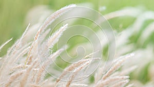 Summer background, dry grass flower blowing in the wind, red reed sway in the wind with blue sky background