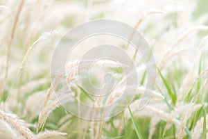 Summer background, dry grass flower blowing in the wind, red reed sway in the wind with blue sky background