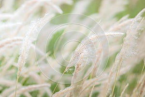 Summer background, dry grass flower blowing in the wind, red reed sway in the wind with blue sky background