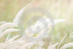 Summer background, dry grass flower blowing in the wind, red reed sway in the wind with blue sky background