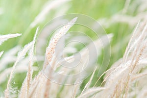 Summer background, dry grass flower blowing in the wind, red reed sway in the wind with blue sky background