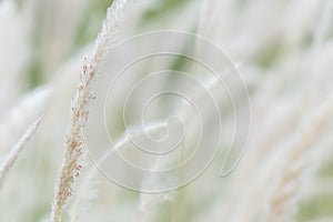 Summer background, dry grass flower blowing in the wind, red reed sway in the wind with blue sky background