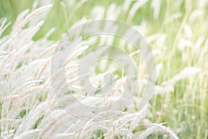 Summer background, dry grass flower blowing in the wind, red reed sway in the wind with blue sky background