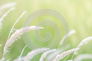 Summer background, dry grass flower blowing in the wind, red reed sway in the wind with blue sky background