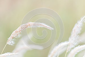 Summer background, dry grass flower blowing in the wind, red reed sway in the wind with blue sky background