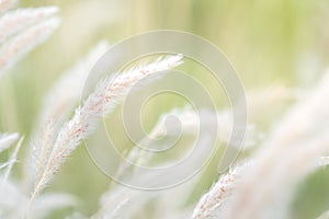 Summer background, dry grass flower blowing in the wind, red reed sway in the wind with blue sky background