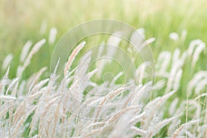 Summer background, dry grass flower blowing in the wind, red reed sway in the wind with blue sky background