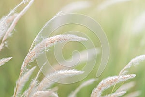 Summer background, dry grass flower blowing in the wind, red reed sway in the wind with blue sky background