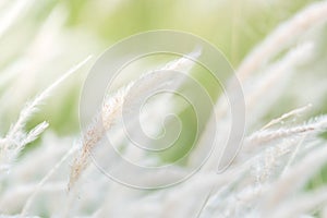 Summer background, dry grass flower blowing in the wind, red reed sway in the wind with blue sky background