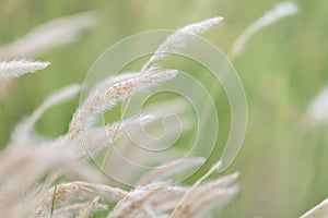 Summer background, dry grass flower blowing in the wind, red reed sway in the wind with blue sky background
