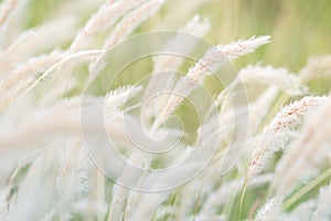 Summer background, dry grass flower blowing in the wind, red reed sway in the wind with blue sky background