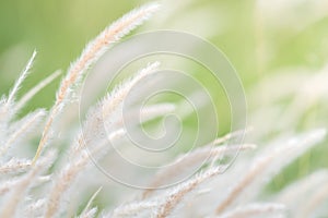 Summer background, dry grass flower blowing in the wind, red reed sway in the wind with blue sky background