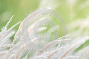 Summer background, dry grass flower blowing in the wind, red reed sway in the wind with blue sky background